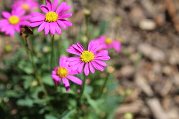 Obraz premium A sample of Brachyscome (Brachyscome Multifida) in the Aster family, growing in Ontario Canada. -Captured by MIROFOSS