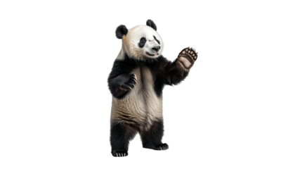 Playful panda stands on hind legs and waves