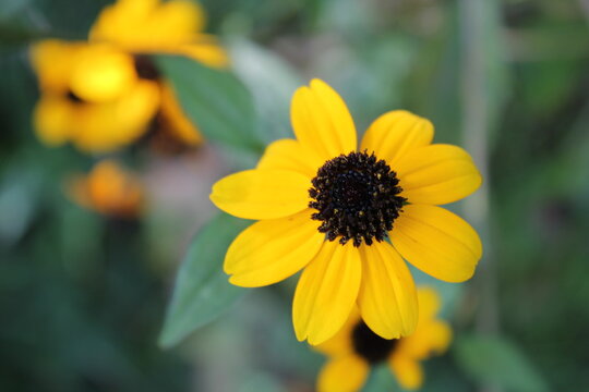 A sample of Black Eyed Susan (Rudbeckia Hirta) in the Aster family, growing in Ontario Canada. -Captured by MIROFOSS