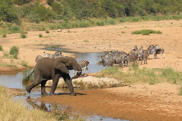 Afrikanischer Elefant und Steppenzebra im Tsendze River/ African elephant  and Burchell's zebra in...