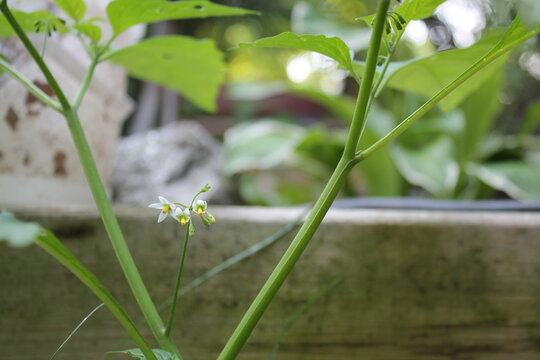 A sample of Black Nightshade (Solanum Nigrum) in the Nightshade family, growing in Ontario Canada. -Captured by MIROFOSS