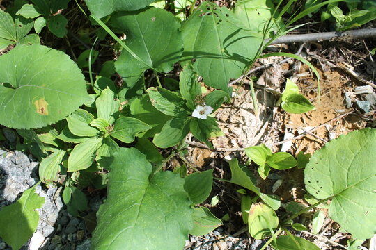 A sample of Black Nightshade (Solanum Nigrum) in the Nightshade family, growing in Ontario Canada. -Captured by MIROFOSS