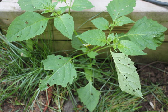 A sample of Black Nightshade (Solanum Nigrum) in the Nightshade family, growing in Ontario Canada. -Captured by MIROFOSS