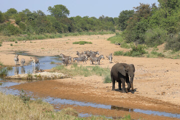 Afrikanischer Elefant und Steppenzebra im Tsendze River/ African elephant  and Burchell's zebra in...