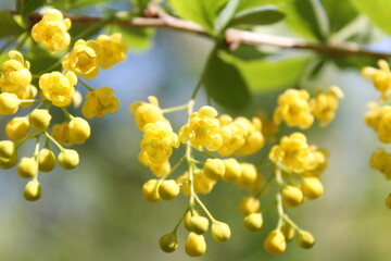 A sample of Common Barberry (Berberis Vulgaris) in the Barberry family, growing in Ontario Canada. -Captured by MIROFOSS
