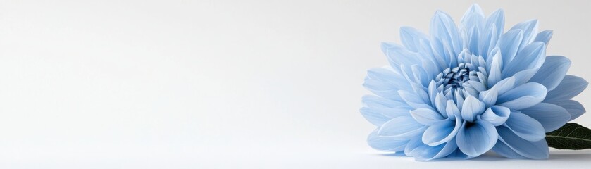 Obraz premium Soft Blue Flower on Light Background with Delicate Petals and Gentle Shadows for Elegant Floral Designs
