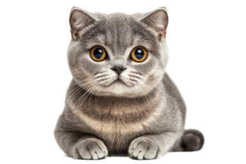 Cute gray cat with big eyes looking straight ahead