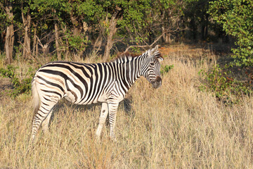 Steppenzebra / Burchell's zebra / Equus quagga burchellii