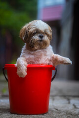 shih tzu dog sits in a bucket of water in the garden in summer 