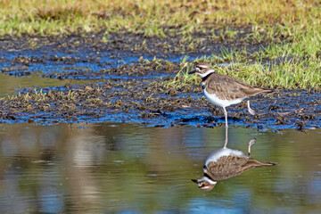 Kildeer side-view with full reflection