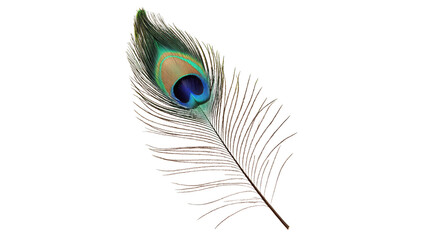 Colorful peacock feather resting on white surface