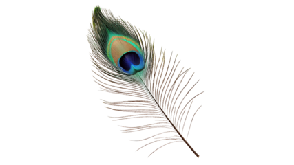 Colorful peacock feather resting on white surface