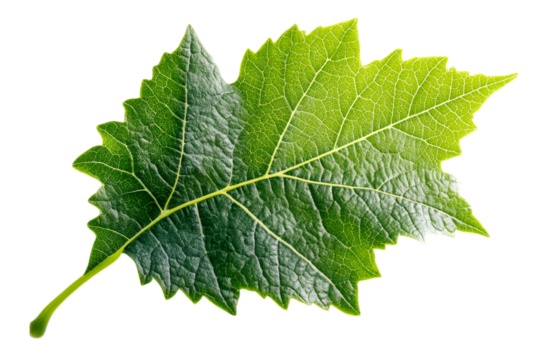 Textured green leaf with visible veins