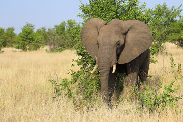 Fototapeta premium Afrikanischer Elefant / African elephant / Loxodonta africana