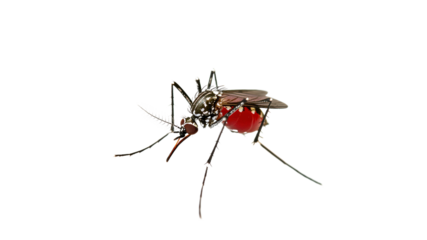 Mosquito feeding on blood in natural habitat