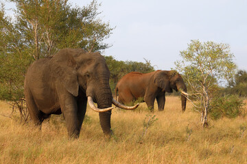 Fototapeta premium Afrikanischer Elefant / African elephant / Loxodonta africana..