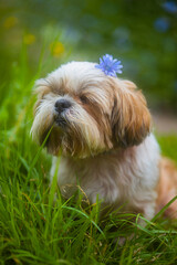 shih tzu dog sits with a flower on its head in summer 