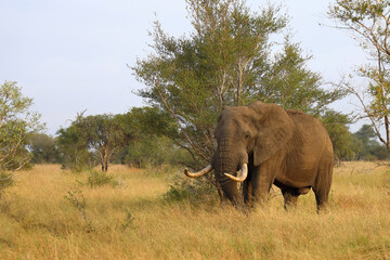 Obraz premium Afrikanischer Elefant / African elephant / Loxodonta africana..