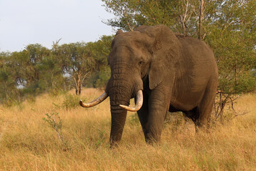 Afrikanischer Elefant / African elephant / Loxodonta africana..