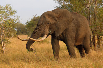 Fototapeta premium Afrikanischer Elefant / African elephant / Loxodonta africana..