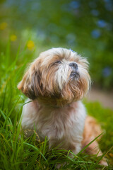 shih tzu dog sits with a flower on its head in summer 