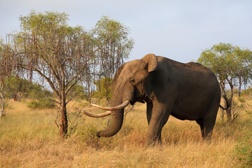 Fototapeta premium Afrikanischer Elefant / African elephant / Loxodonta africana..