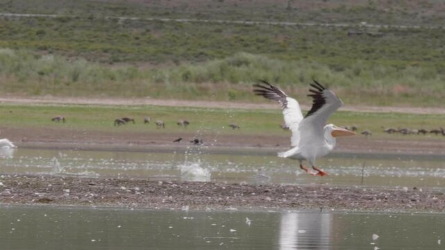 American White Pelican Taking Off in slow motion