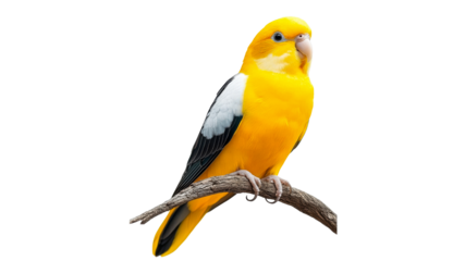 Colorful bird perched on a branch in nature