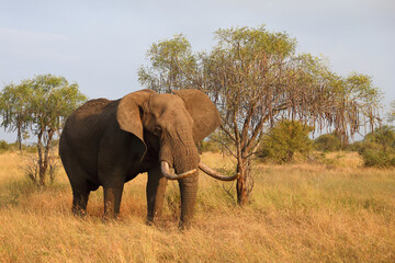 Fototapeta premium Afrikanischer Elefant / African elephant / Loxodonta africana..