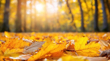 Autumn forest with golden leaves covering the ground, warm sunlight, and room for text overlay.