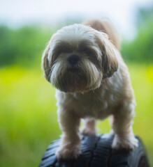 shih tzu dog on a car tire in a park in summer 
