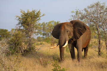 Obraz premium Afrikanischer Elefant / African elephant / Loxodonta africana..