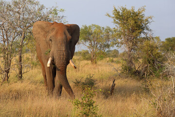 Afrikanischer Elefant / African elephant / Loxodonta africana..