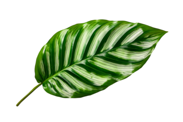 Textured green leaf with unique patterns