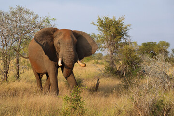 Fototapeta premium Afrikanischer Elefant / African elephant / Loxodonta africana..