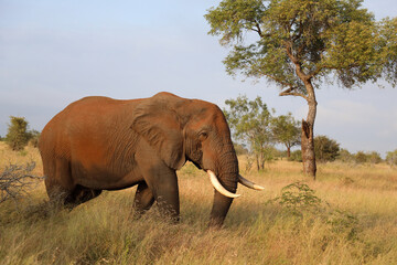 Obraz premium Afrikanischer Elefant / African elephant / Loxodonta africana..