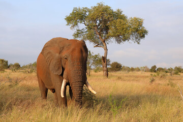 Fototapeta premium Afrikanischer Elefant / African elephant / Loxodonta africana..