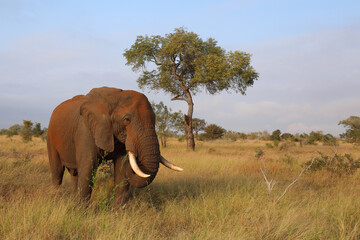 Naklejka premium Afrikanischer Elefant / African elephant / Loxodonta africana..