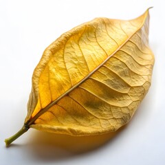 Dried Leaf Closeup
