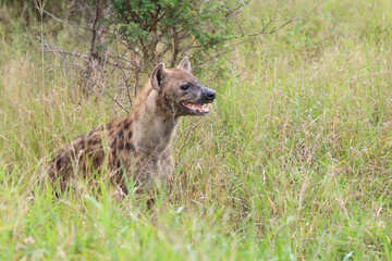 Tüpfelhyäne / Spotted hyaena / Crocuta crocuta..
