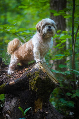 shih tzu dog on a sawn tree in the park in summer