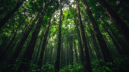 Obraz premium Deep jungle landscape with towering trees and thick vegetation, spacious for text placement.