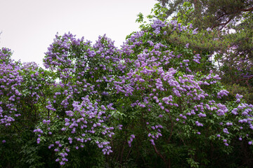 Obraz premium Abundant Lilac Bushes in Full Bloom During Springtime Outdoors