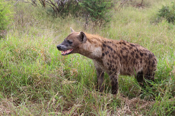 Tüpfelhyäne / Spotted hyaena / Crocuta crocuta..