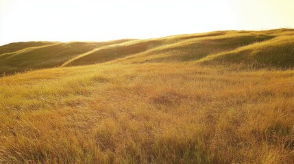 Fototapeta premium Rolling grassland hills covered in soft golden hues, sunlight highlighting the natural textures.