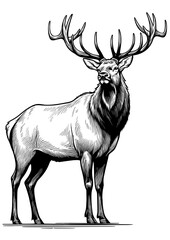 Vector Illustration of an Elk