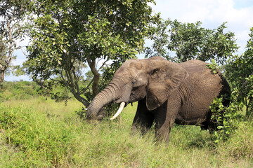 Fototapeta premium Afrikanischer Elefant / African elephant / Loxodonta africana