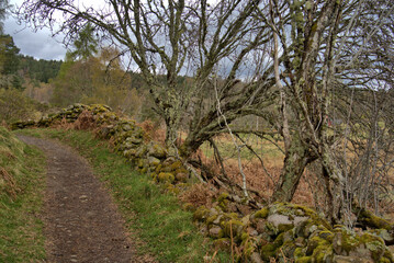 art of a stone fence in remote rural Scotland under cloudy skies with farm buildings in the background.