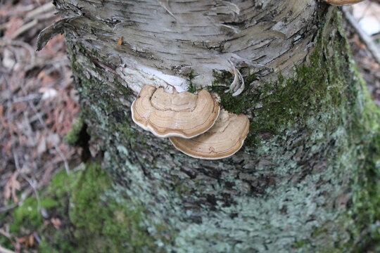 A sample of Tinder Fungus (Fomes Fomentarius) in the Polypore family, growing in Ontario Canada. -Captured by MIROFOSS.