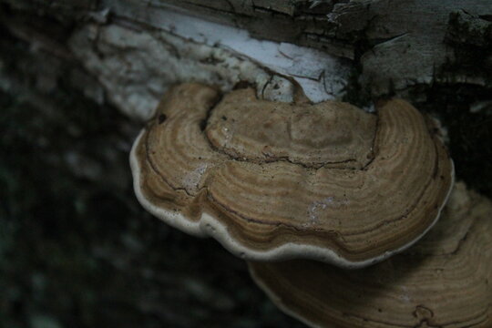 A sample of Tinder Fungus (Fomes Fomentarius) in the Polypore family, growing in Ontario Canada. -Captured by MIROFOSS.